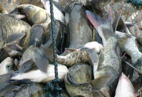 花鲢鱼要怎么养不会死,花鲢鱼怎么养才好吃