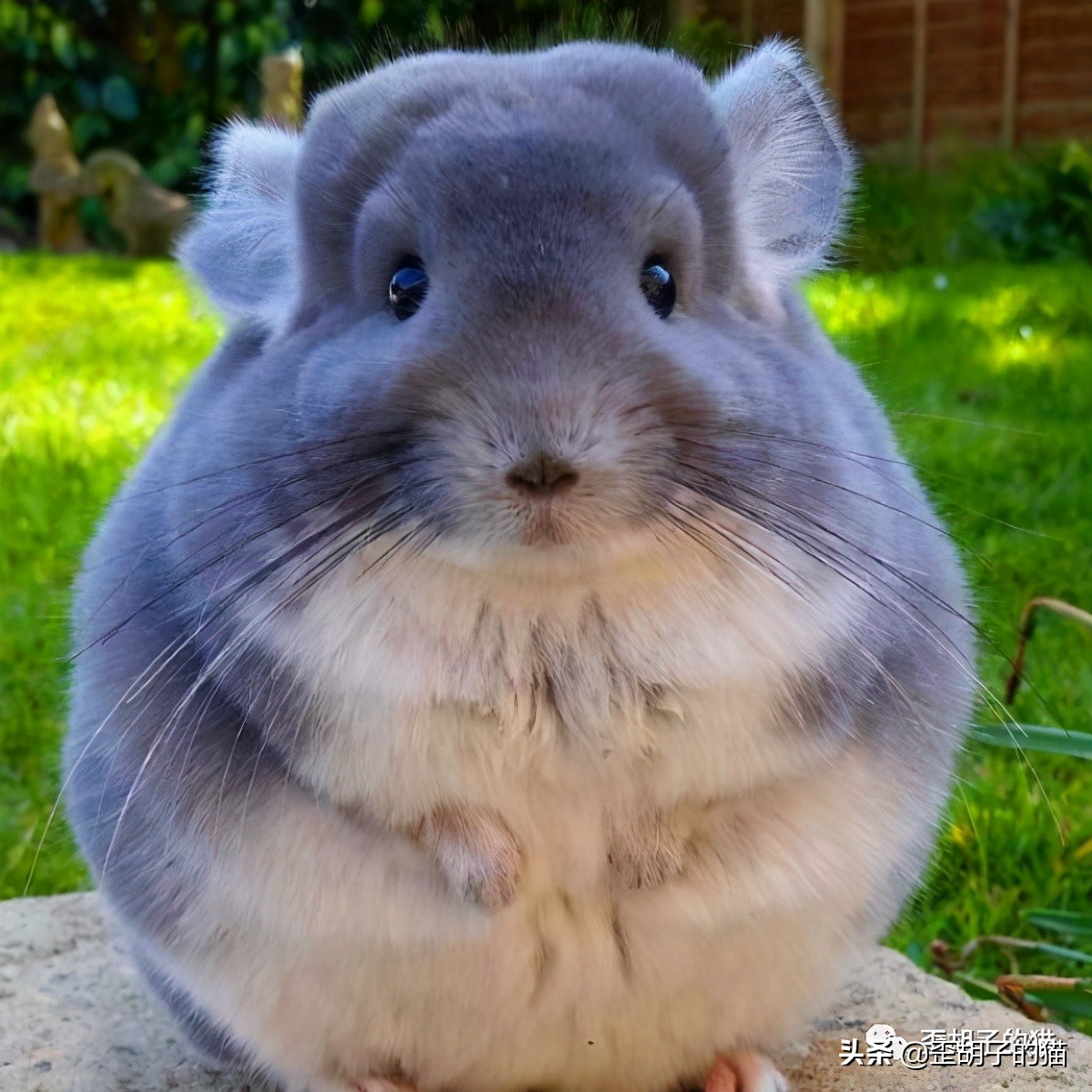 「歪胡子的猫」盘点中美日动漫中的猫咪现实中的样子