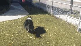 如何判断边境牧羊犬是笨是聪明,边境牧羊犬为什么不会攻击人