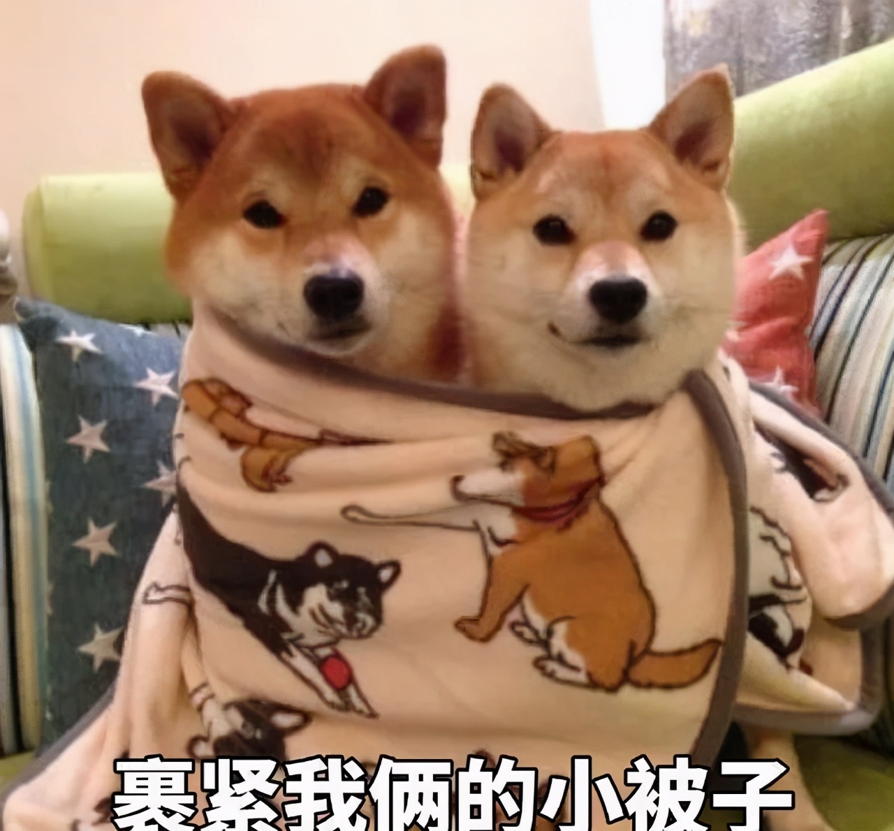 狗狗歪头卖萌,狗狗歪头杀的意思