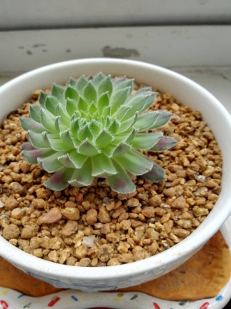 从鼻屎苗到老桩,时光里的蜕变