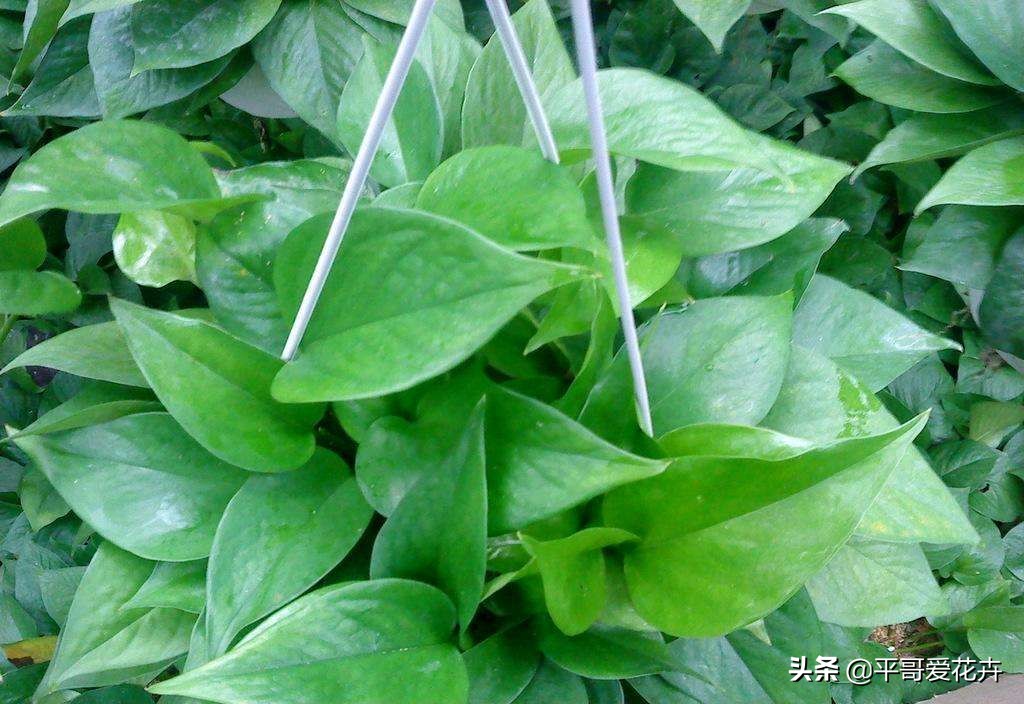 除甲醛的花及养殖方法如下,室内养什么花可以除甲醛净化空气