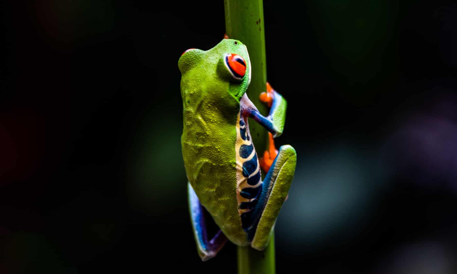 哥斯达黎加旅行完整视频,哥斯达黎加一日游