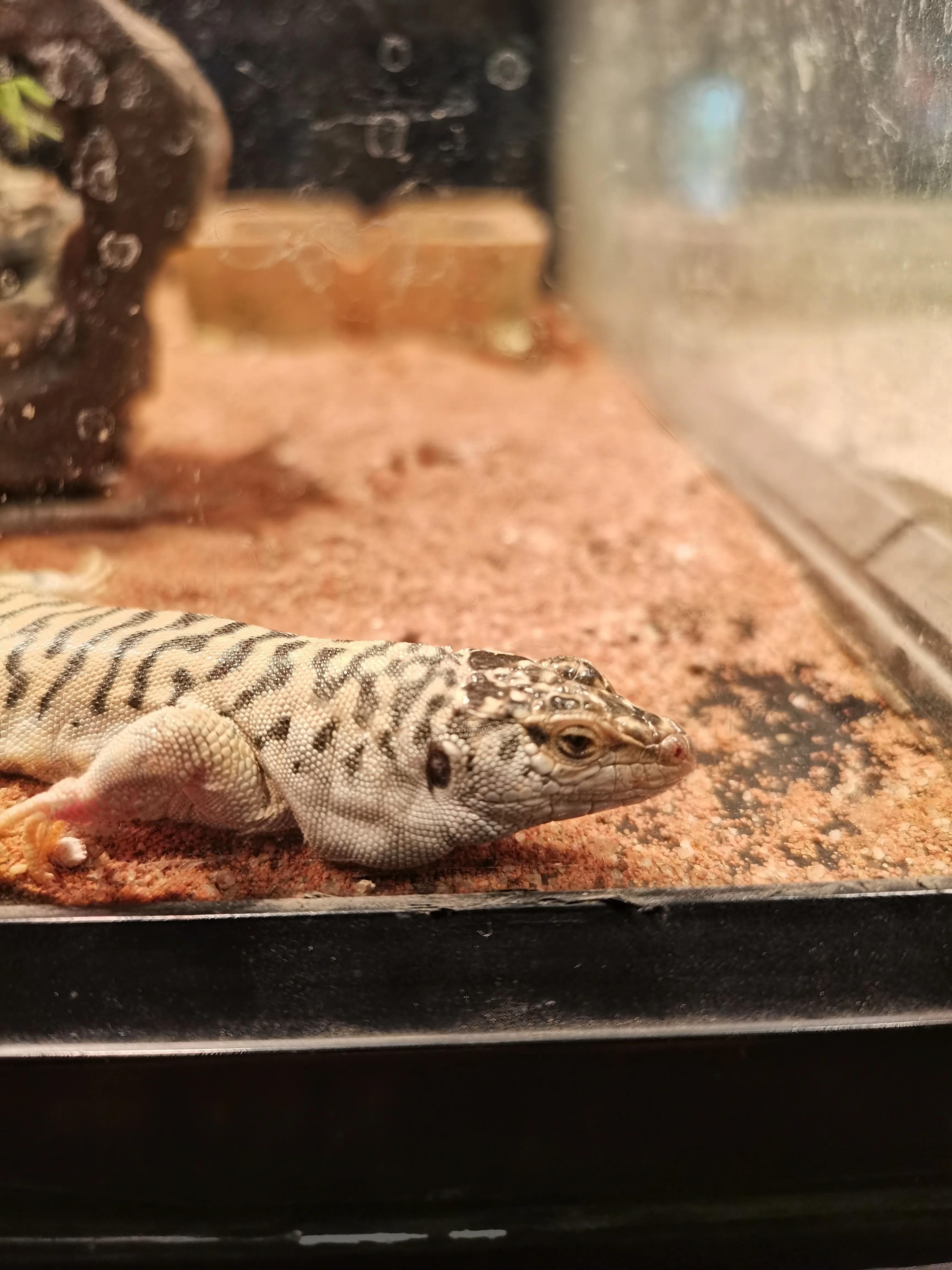 济南野生动物园和宿州野生动物园,宿州野生动物园到宿州皇藏峪