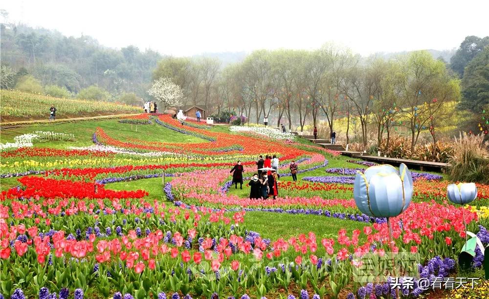 泸州四季花海开放了吗现在,泸州3月赏花胜地心花怒放在哪