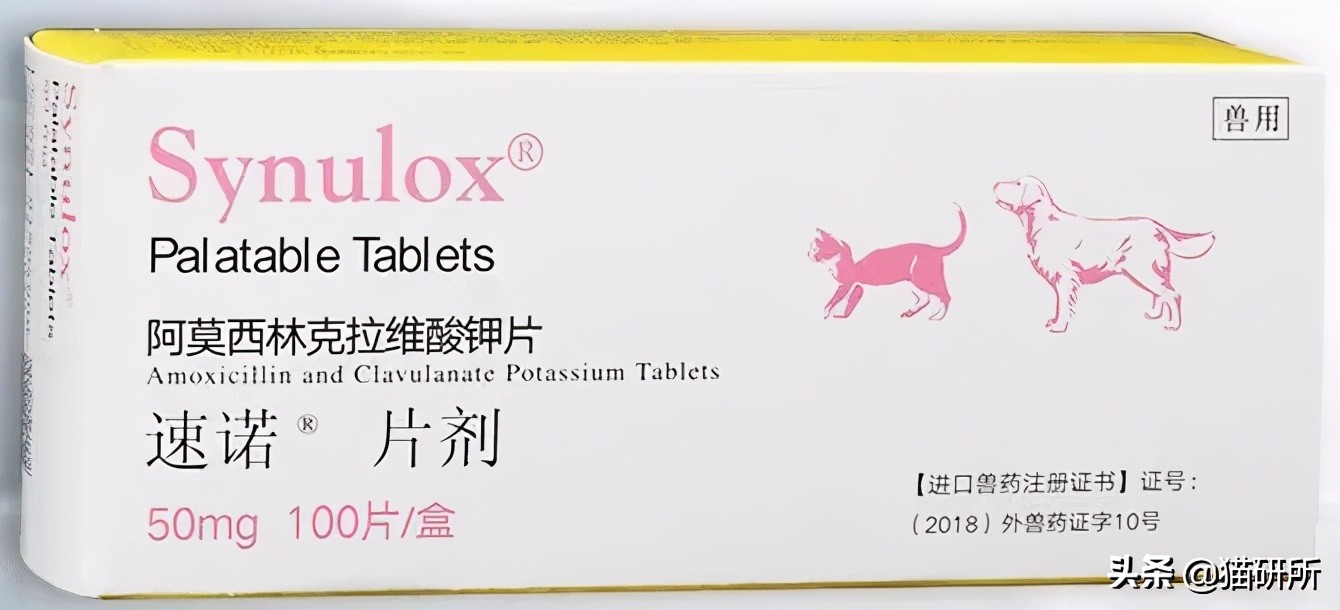 一学就会的喂药秘笈！轻松解决猫咪的吃药难题