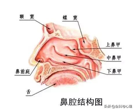 鼻子居然比菊花还脏？难怪春天一到，鼻炎又犯了丨春季专题