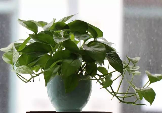 绿萝正确的浇水方法,绿萝浇水的正确方法和步骤