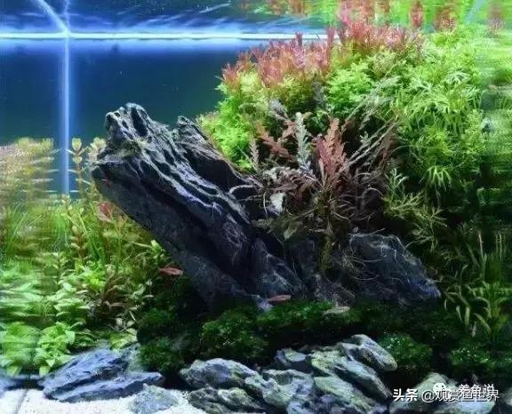鱼缸壁的藻类怎么处理,鱼缸里长藻类说明水质怎么样