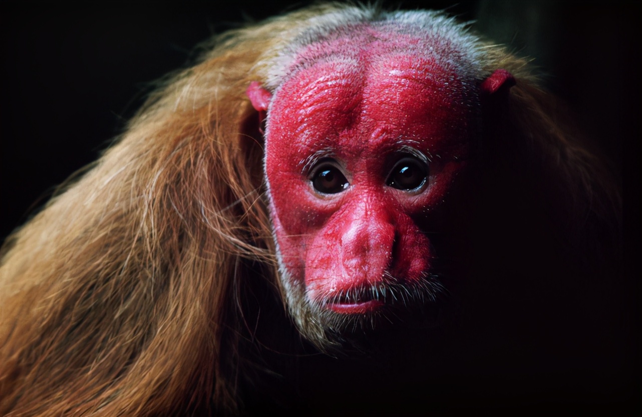 脱发真的无法遏制吗,脱发能拯救吗