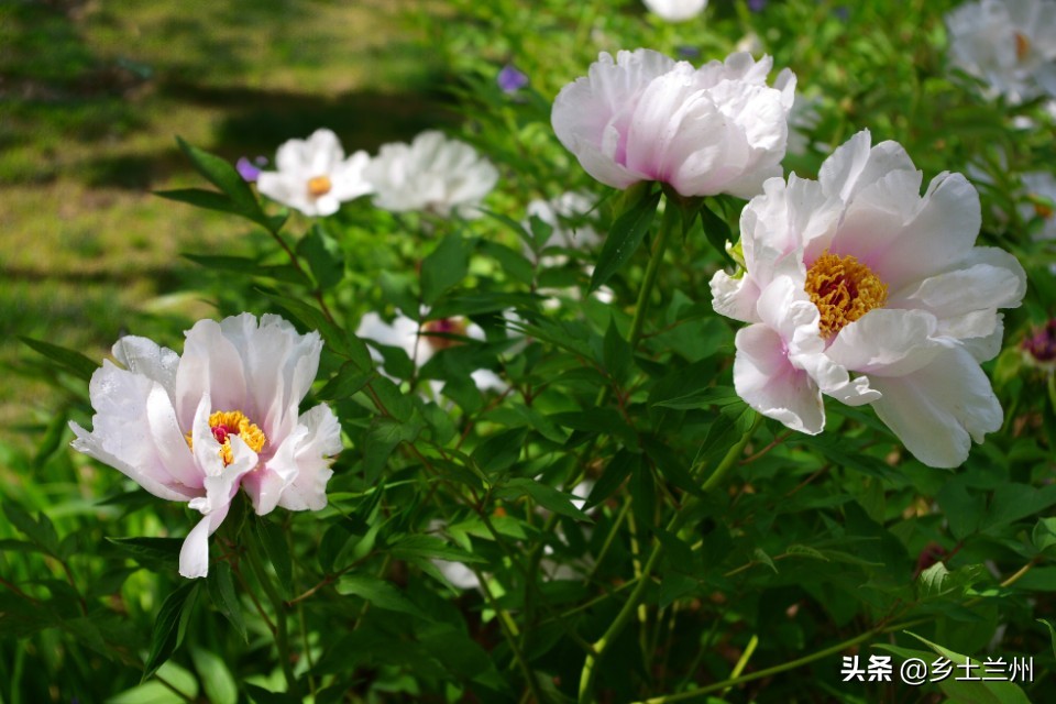 芍药花开的季节等你欣赏,芍药花开如诗如画