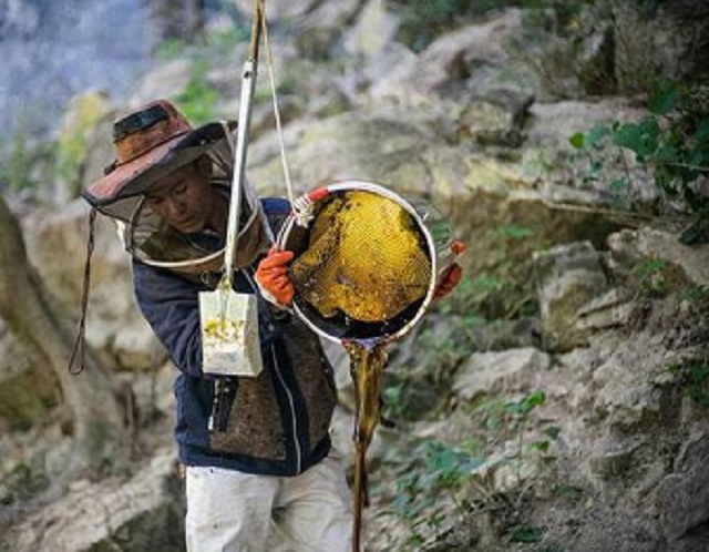 喜马拉雅山采蜜人完整版,喜马拉雅山脚下的采蜜人