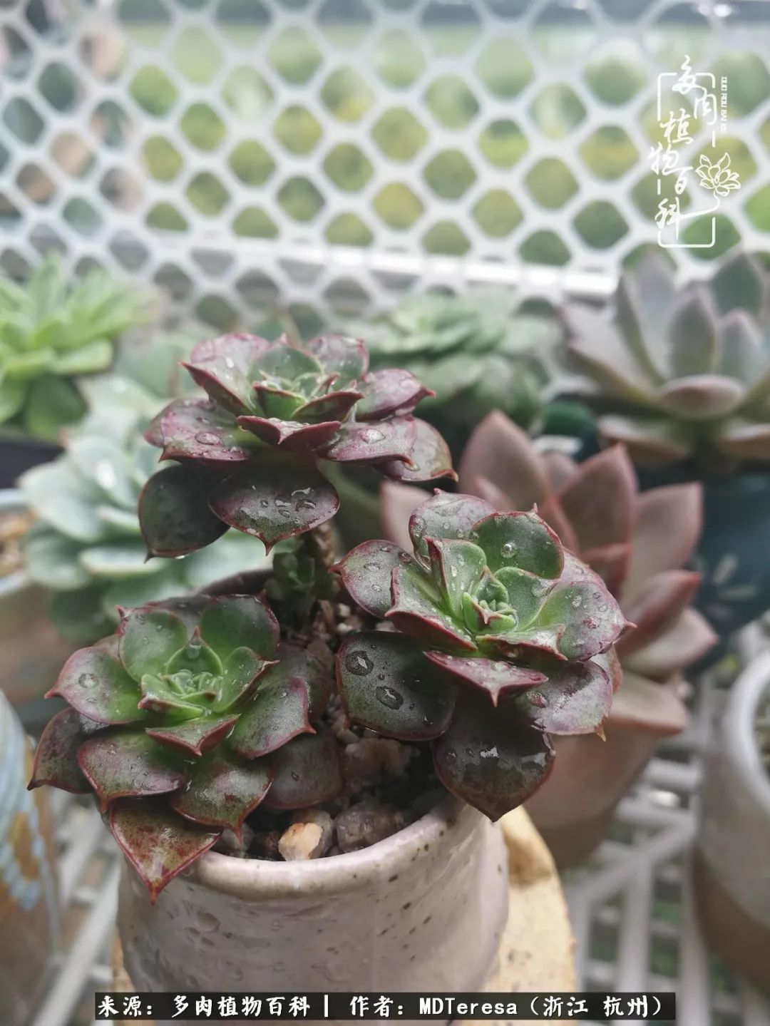 养好能养好的才是王道！期待多肉们的华丽转身