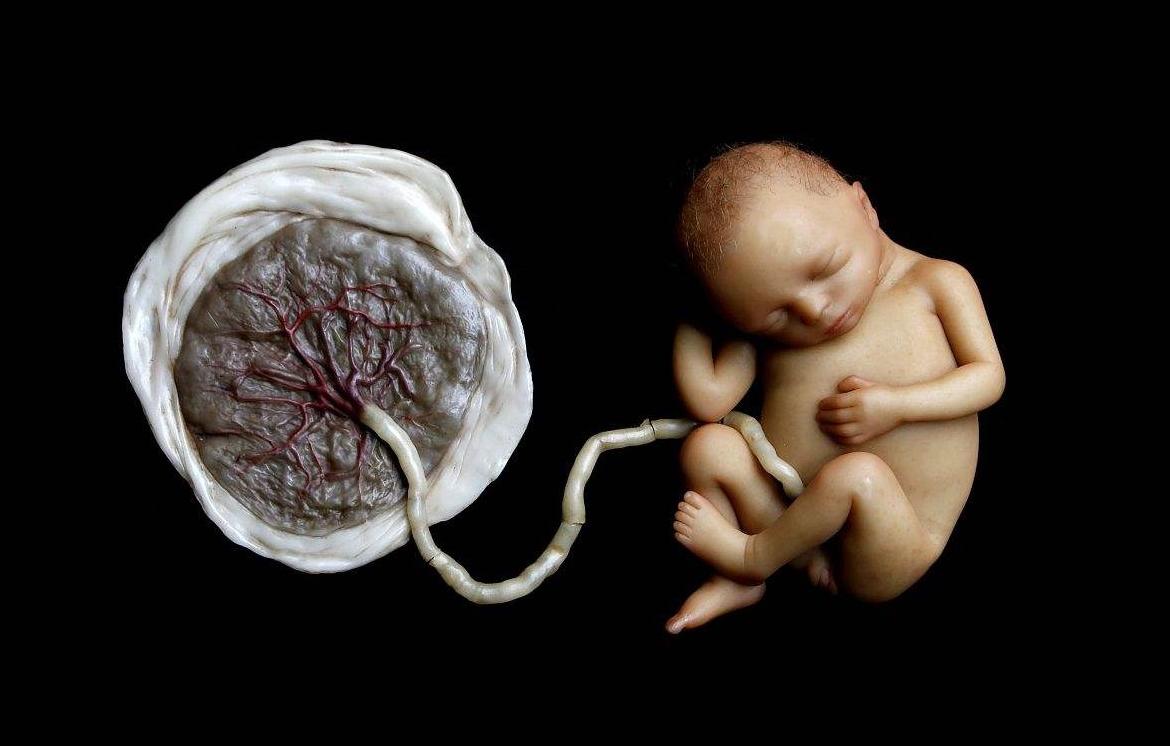 吃胎盘能大补还美容养颜？这块被供上餐桌的“腐肉”，骗了太多人