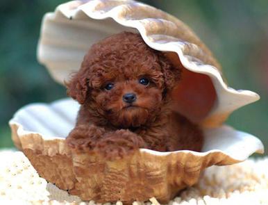 棕色泰迪犬的缺点,为什么养灰泰迪的人越来越多