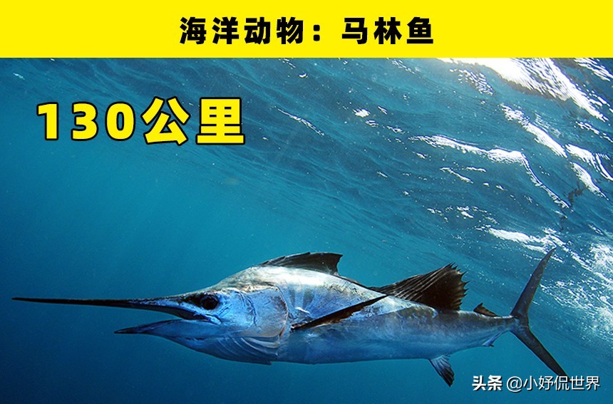 世界上速度最快的东西排名前10,世界之最盘点