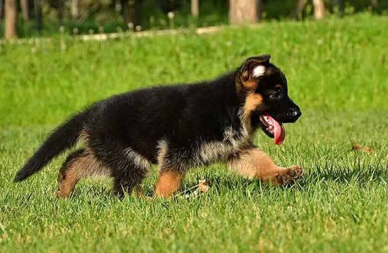 六个月的小德牧一天喂几顿合适,小德牧幼犬一天吃多少狗粮合适