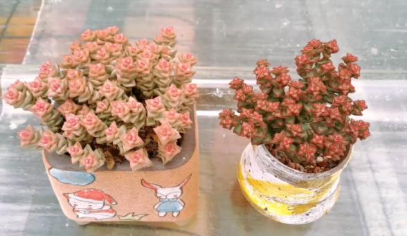 光照不够怎么养肉肉,光照不足能养兰花吗怎么养