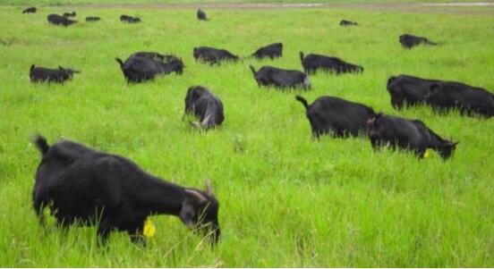 养乃世家卡曼诺羊奶央视广告,养乃世家新出的卡曼诺臻品