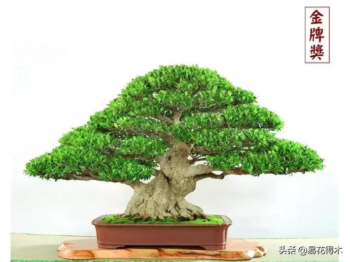 墙角榕树盆景,绝无仅有的榕树盆景