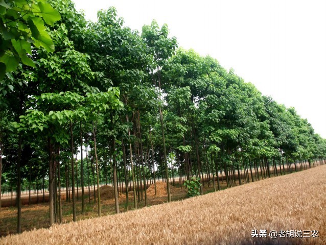 楸木价格,楸树卖价