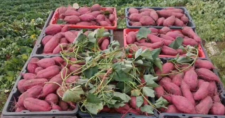 海南除了吃的还有啥特产,椰子特产在海南