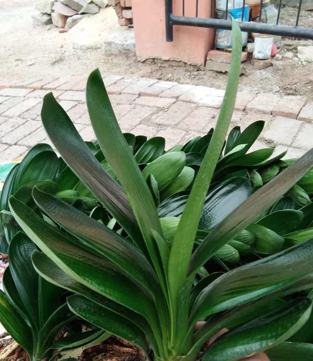 你会繁殖君子兰吗？用这个方法，很快长出新芽，新手也能学会