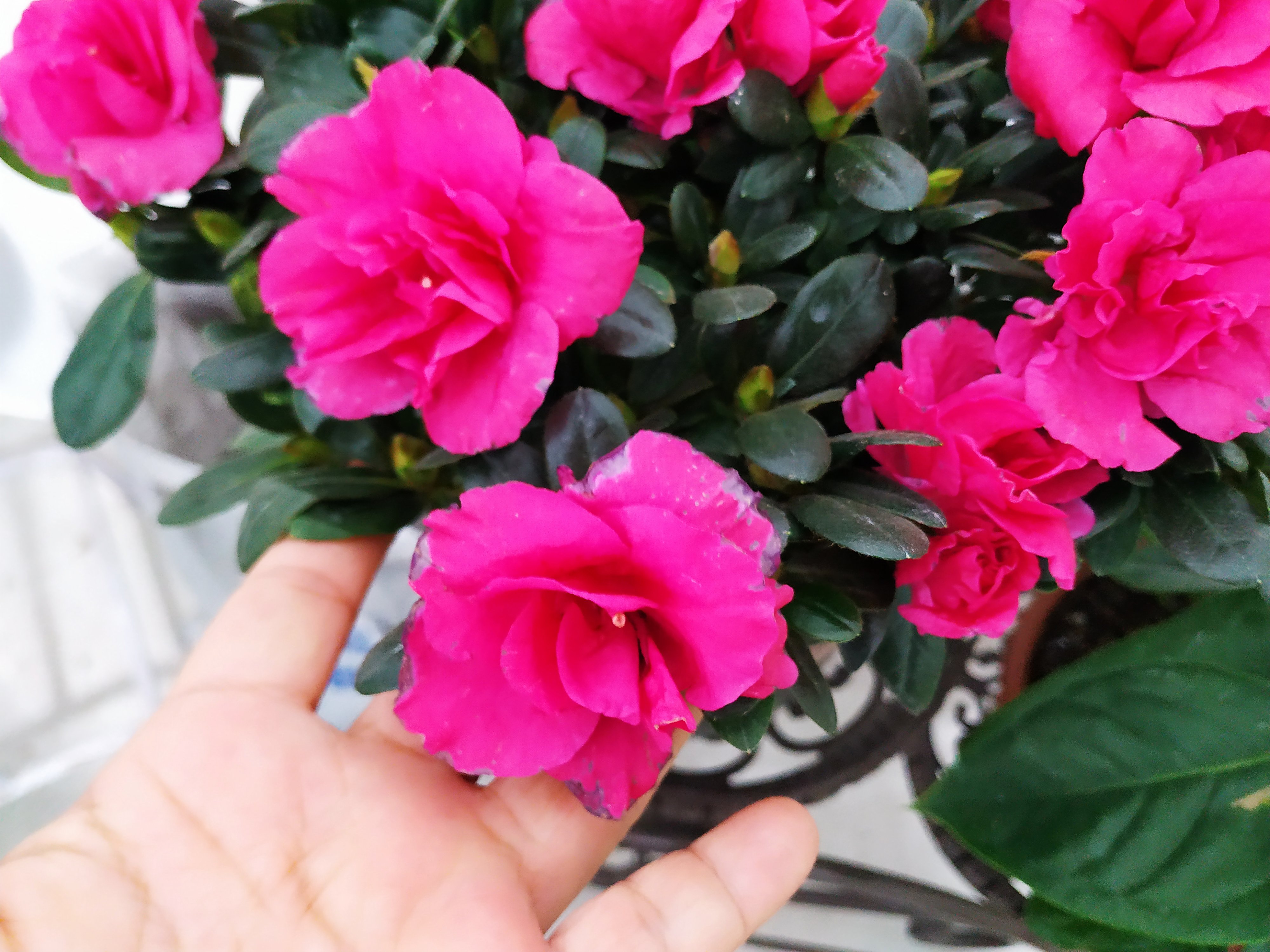 怎么样才把杜鹃花养好,杜鹃花如何养会更好