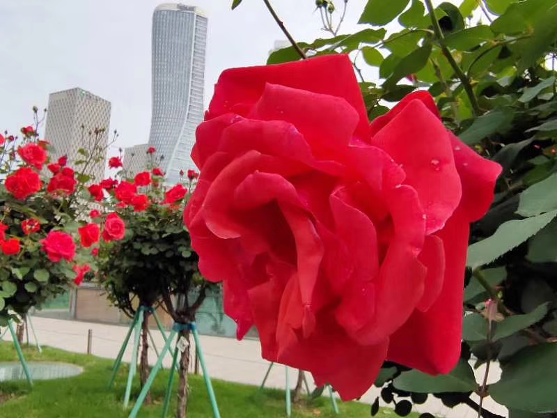 高中常考成语300个及其解释,高考成语积累摘抄大全及解析