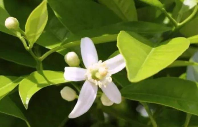 如何提高柑橘坐果率的几种方法,柑橘不坐果原因及解决措施