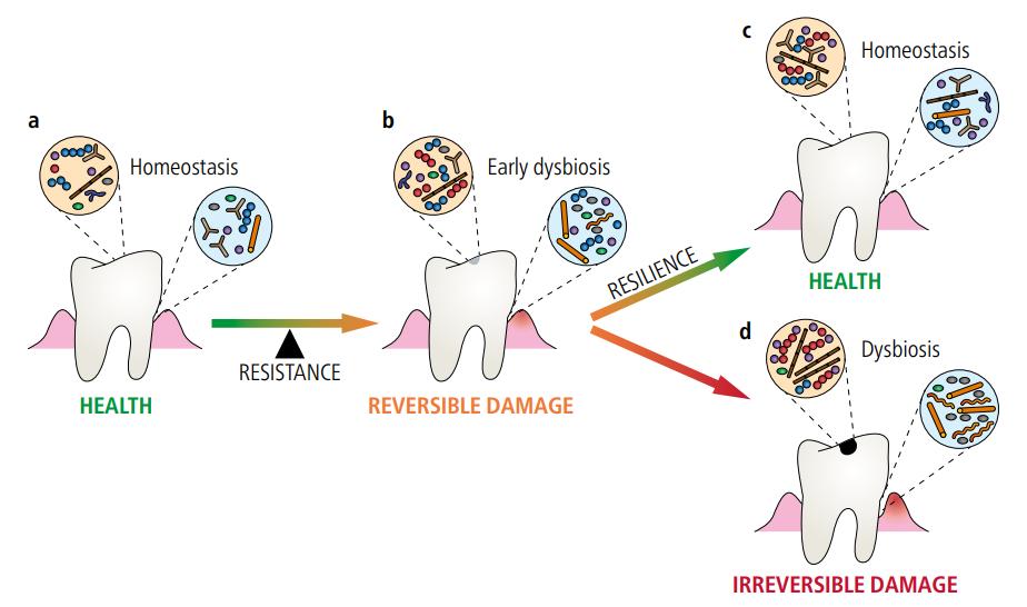 口腔菌群,口腔菌群的改善方法