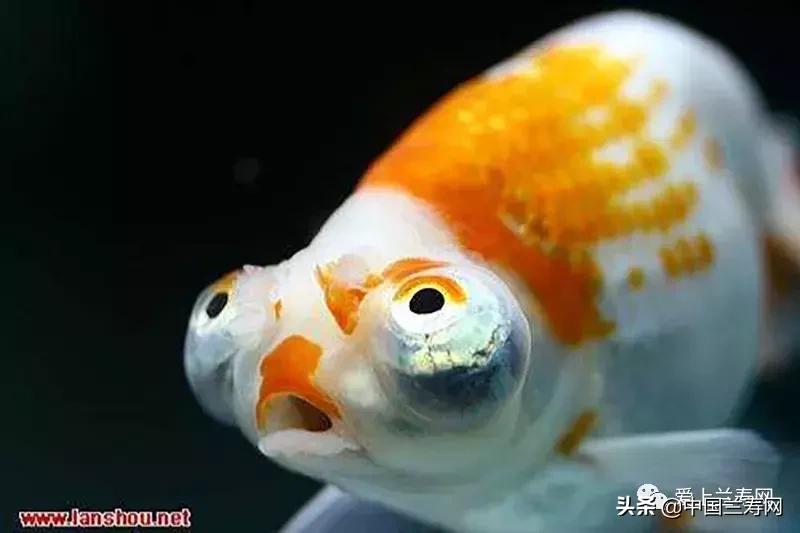 各种金鱼欣赏,金鱼鉴赏