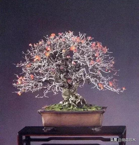 日本长寿梅欣赏,日本长寿梅盆景枝条养护