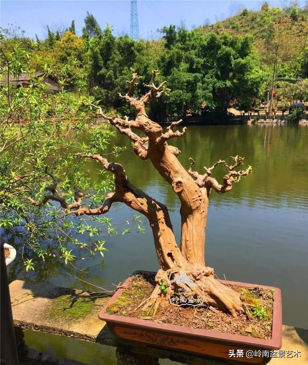 榆树盆景何时修剪最好,盆景怎样修剪最好看