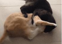 猫咪能明白人在哭吗,猫咪长大了一点为什么还总是叫