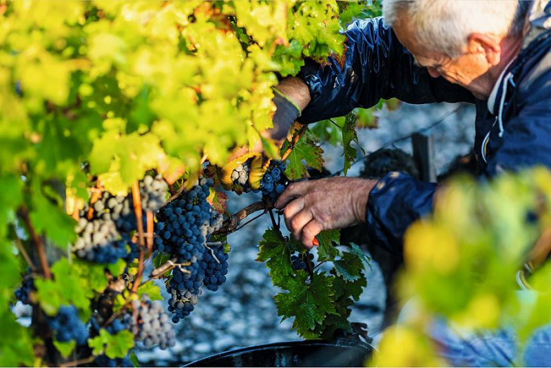 半甜型葡萄酒酿造过程,欧洲葡萄酒的酿造过程