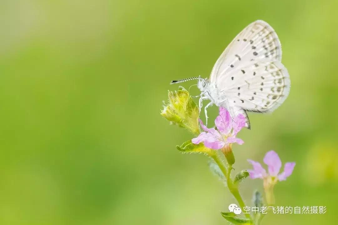 奥林巴斯12-100pro参数,奥林巴斯12-100pro镜头测评