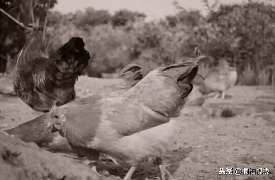 农村公鸡治病,农村治鸡病的小妙方