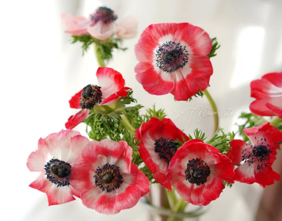 蓝色花花花语,花语是我喜欢你的花