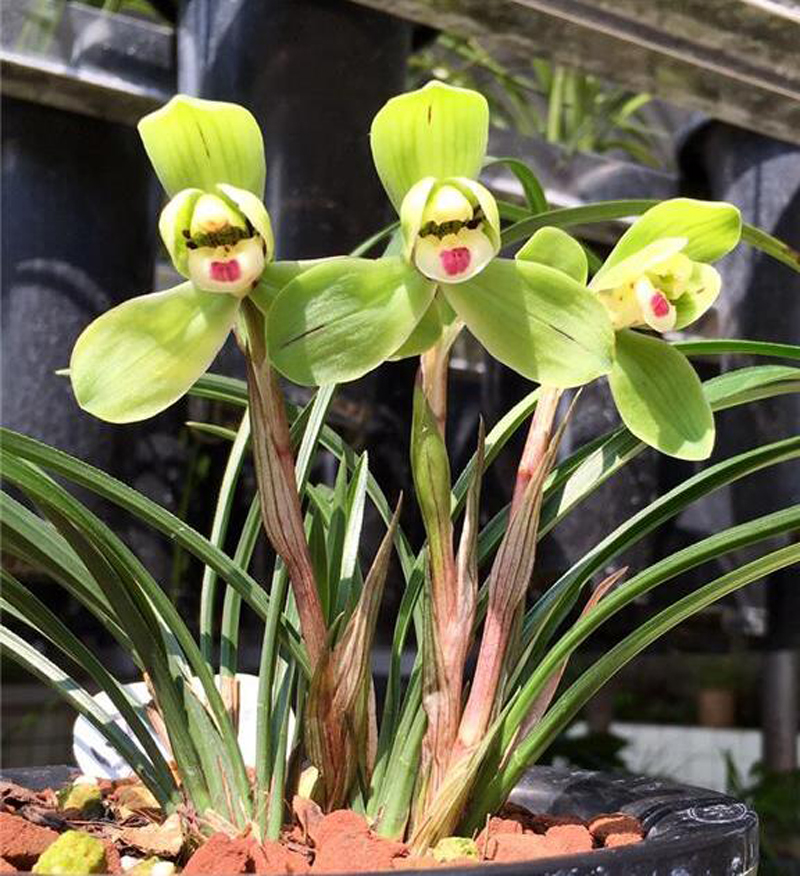 兰花只要不黄叶黑尖就属于正常吗,兰花换盆后发出的新芽黑尖了