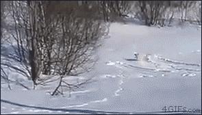 搞笑动图gif骂人,搞笑动图gif兔子