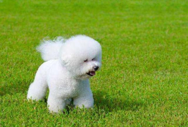 训练比熊用什么东西做奖励,训练比熊狗狗全部技能