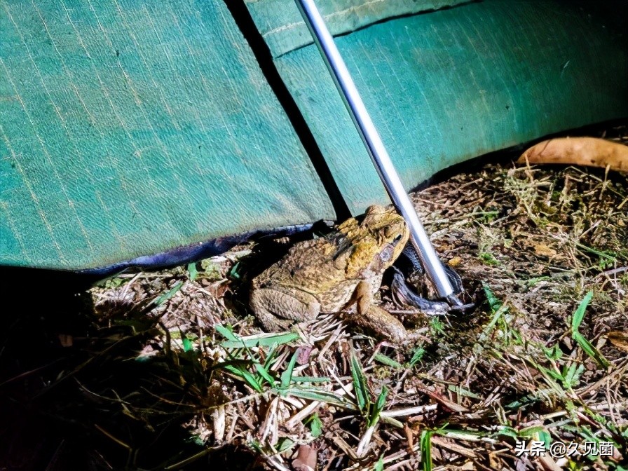 甘蔗蟾蜍入侵澳洲,澳大利亚新入侵物种海蟾蜍