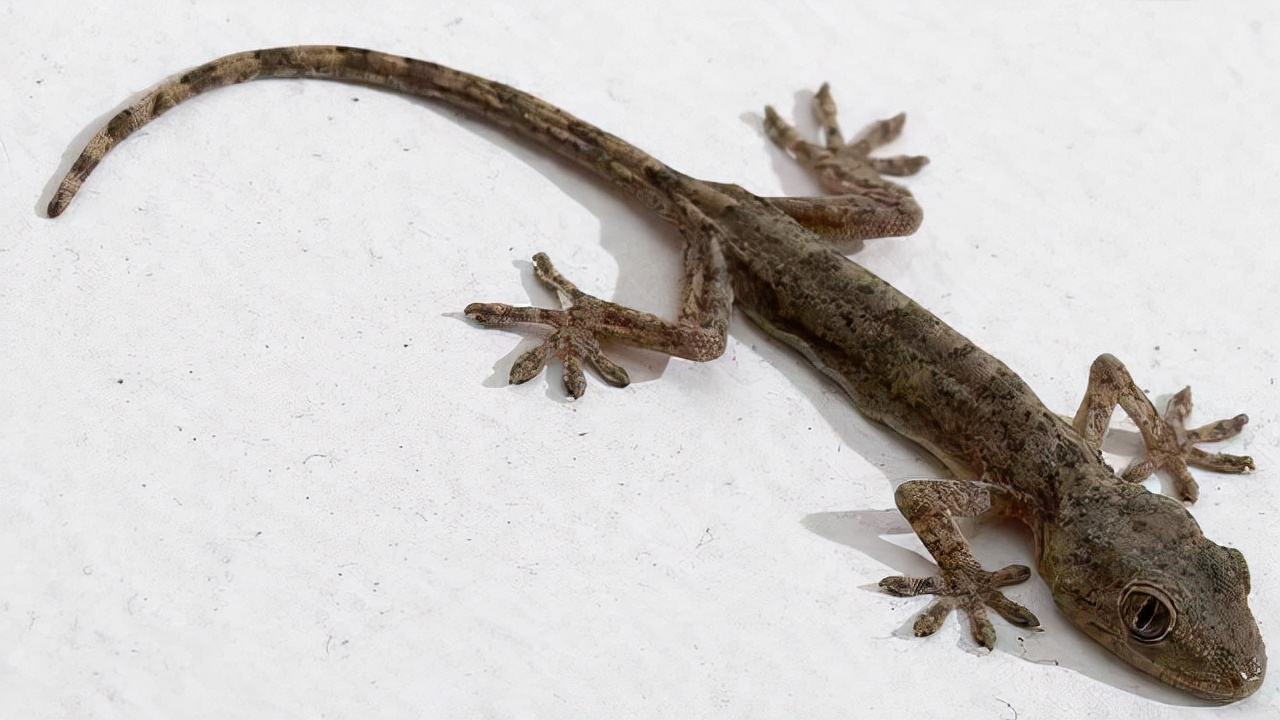 对人无毒的壁虎为何是五毒之一,人畜无害的壁虎为什么无毒