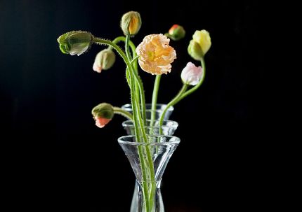 50种鲜切花花语,每个花艺师都要知道