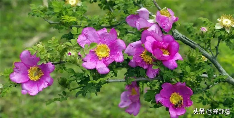 贵州特产刺梨哪个牌子好,贵州刺梨的来历