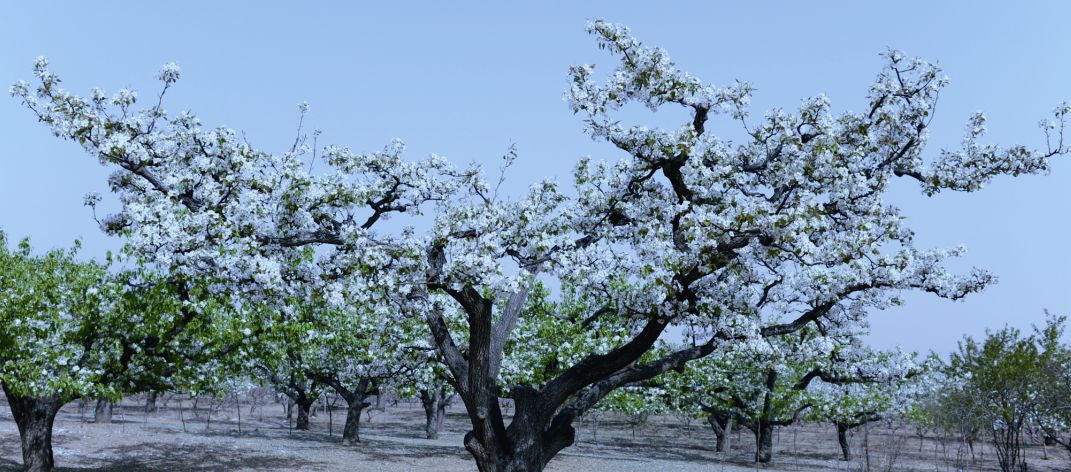 霸州踏青,霸州附近看花踏青好去处