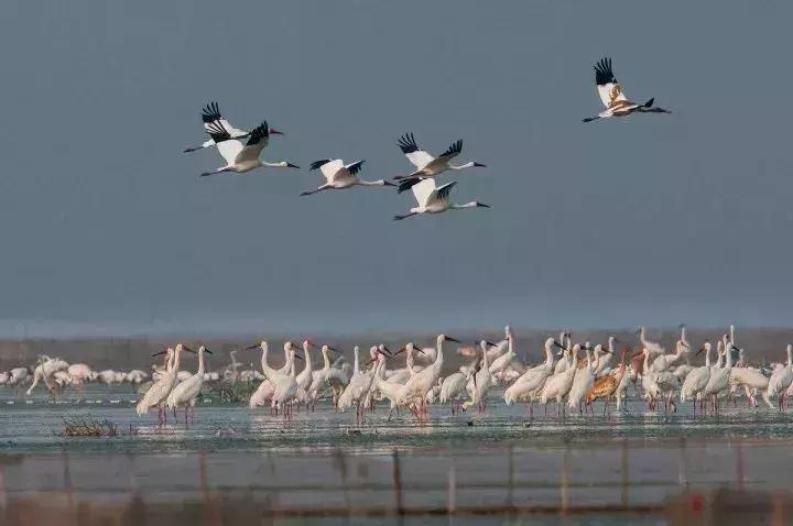 重庆旅游6天5晚团购价含往返机票,重庆出发1000元4天3晚的旅行