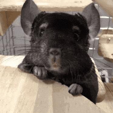 心药语音视频,心药讲解