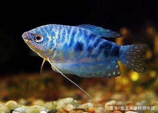 精品水族分享各种龙鱼,小毳